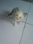 Mili