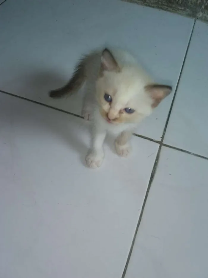 Gato ra a Siamês idade 2 a 6 meses nome Mili