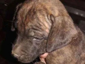 Cachorro raça Pitbull e vira lata idade Abaixo de 2 meses nome Sem nome 