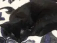 Tico, Nana e Mimi