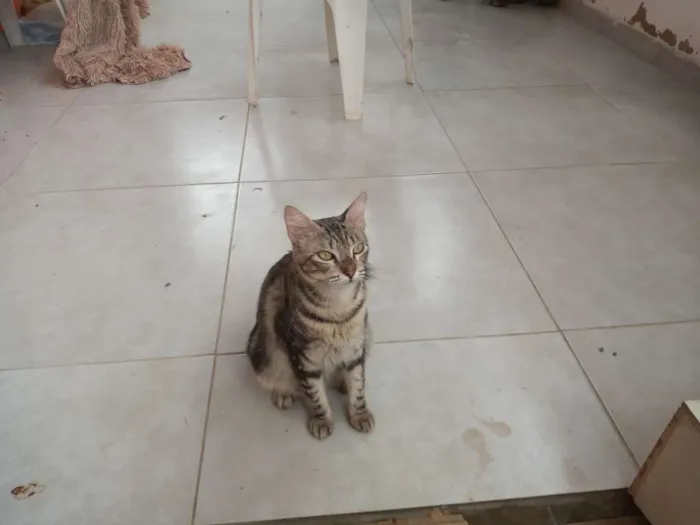 Gato ra a Mestiça idade 2 anos nome Não tem