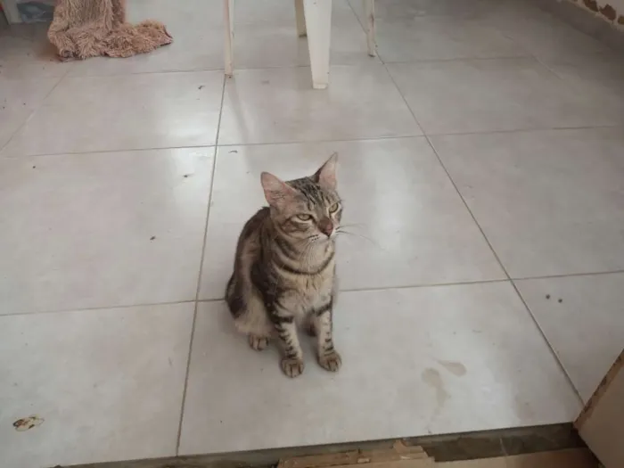 Gato ra a Mestiça idade 2 anos nome Não tem