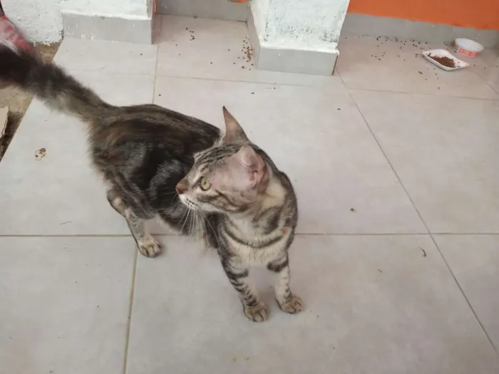 Gato ra a Mestiça idade 2 anos nome Não tem