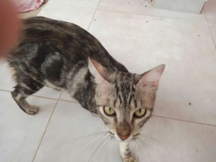 Gato ra a Mestiça idade 2 anos nome Não tem