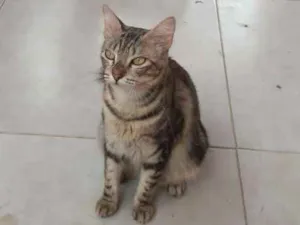 Gato raça Mestiça idade 2 anos nome Não tem