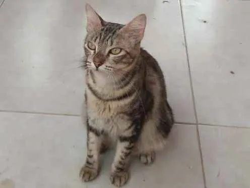 Gato ra a Mestiça idade 2 anos nome Não tem