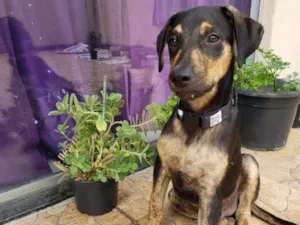 Cachorro raça Srd idade 2 a 6 meses nome Tadeu