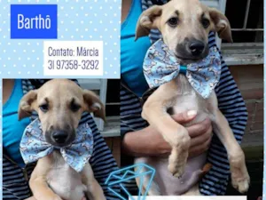 Cachorro raça Srd idade 2 a 6 meses nome Barthô 