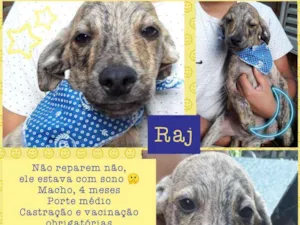 Cachorro raça Srd idade 2 a 6 meses nome Raj
