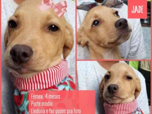 Cachorro raça Srd  idade 2 a 6 meses nome Jade