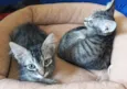Gatinhos com 60 dias