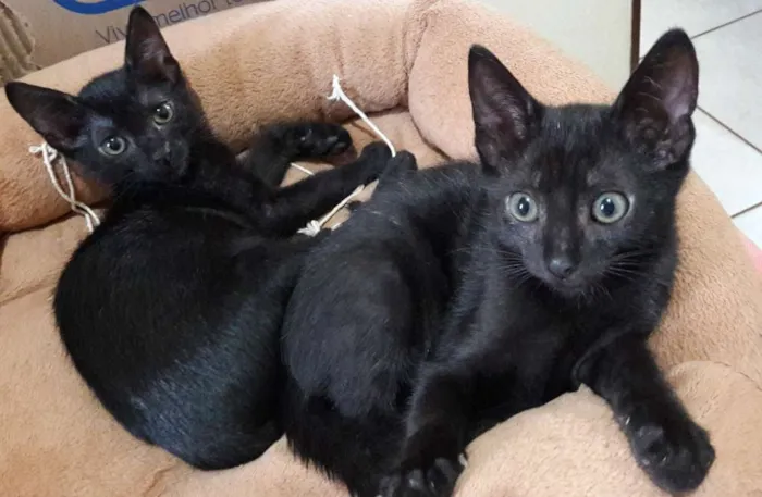Gato ra a SRD idade 2 a 6 meses nome Gatinhos com 60 dias
