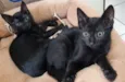 Gatinhos com 60 dias