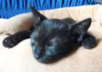 Gatinhos com 60 dias