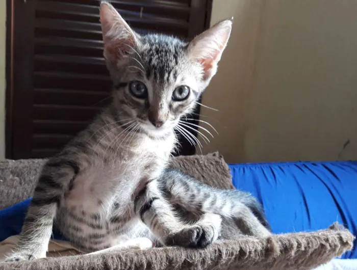 Gato ra a SRD idade 2 a 6 meses nome Gatinhos com 60 dias