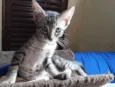 Gatinhos com 60 dias