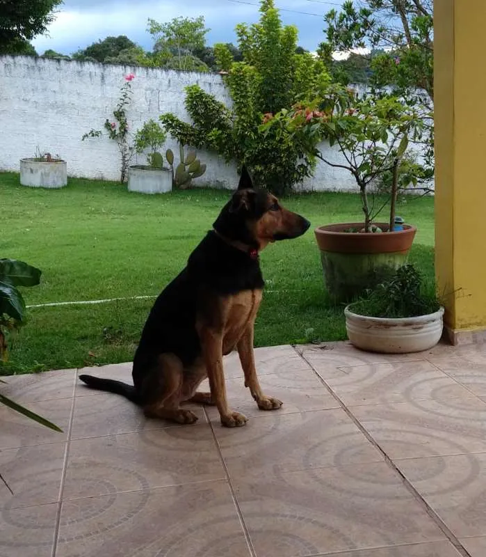 Cachorro ra a Mix Pastora alemã idade 1 ano nome HANNA