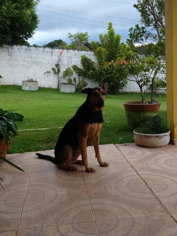 Cachorro ra a Mix Pastora alemã idade 1 ano nome HANNA