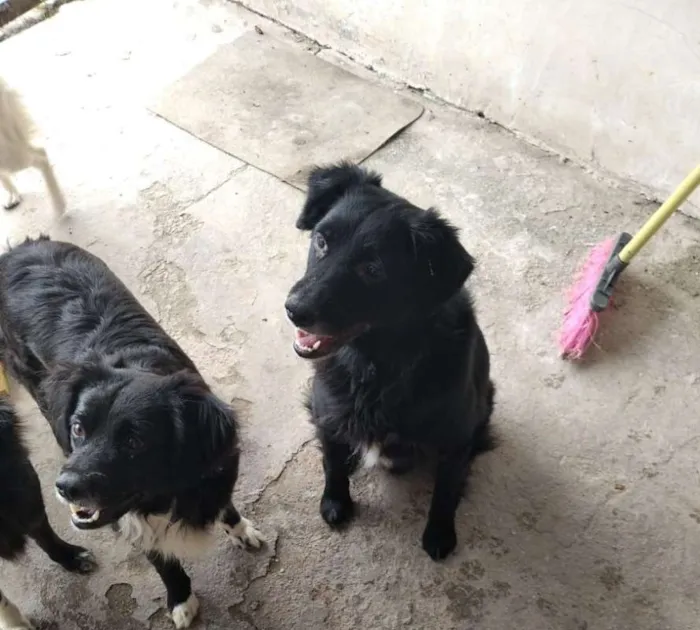 Cachorro ra a srd idade 2 anos nome Sofia