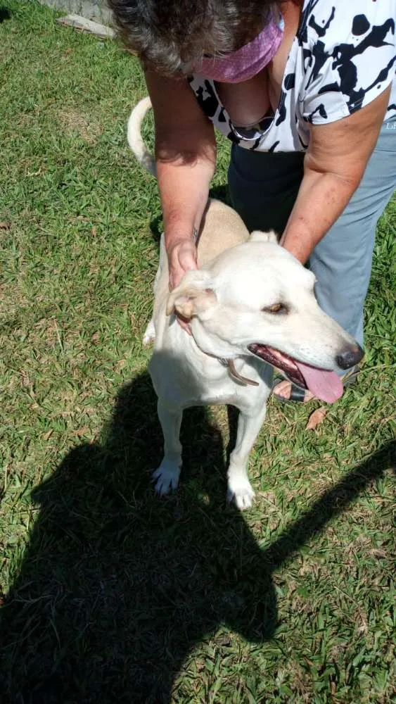 Cachorro ra a SRD idade 3 anos nome Duque