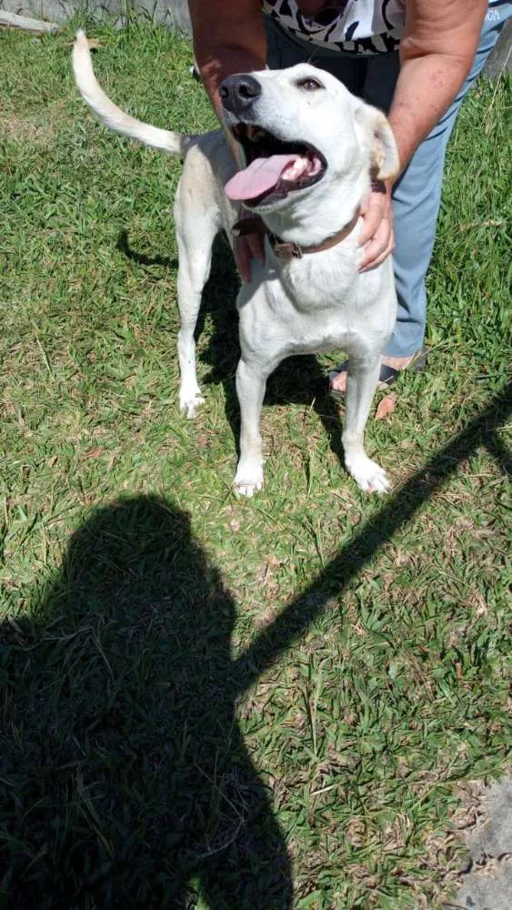 Cachorro ra a SRD idade 3 anos nome Duque