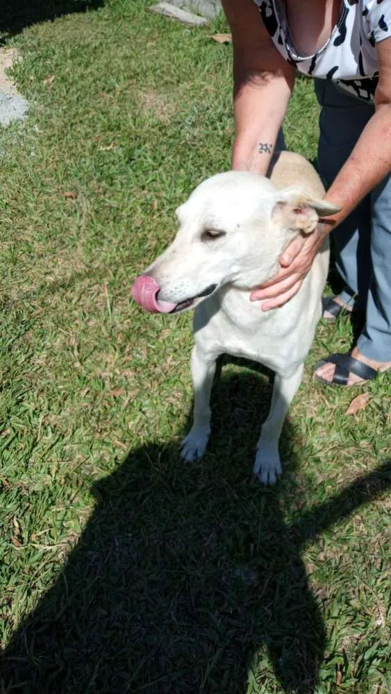Cachorro ra a SRD idade 3 anos nome Duque