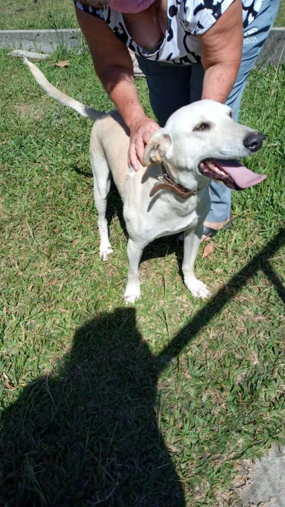 Cachorro ra a SRD idade 3 anos nome Duque