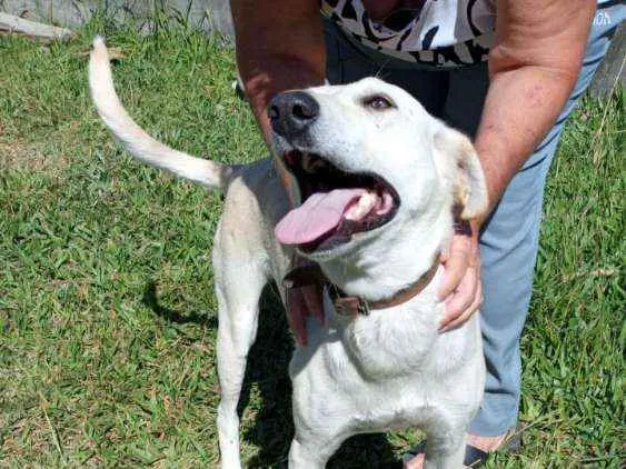 Cachorro ra a SRD idade 3 anos nome Duque