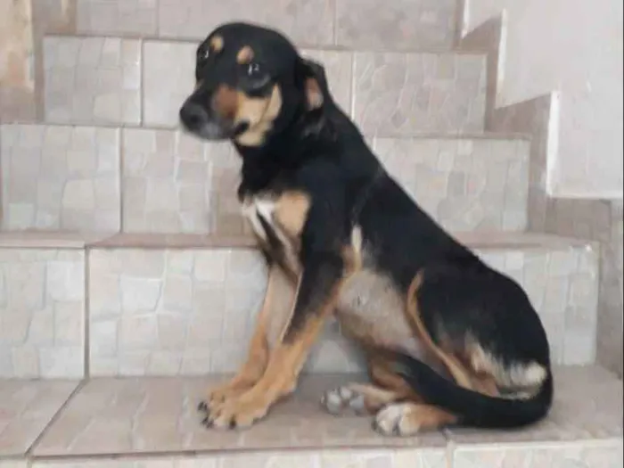 Cachorro ra a SRD idade 2 anos nome Mel