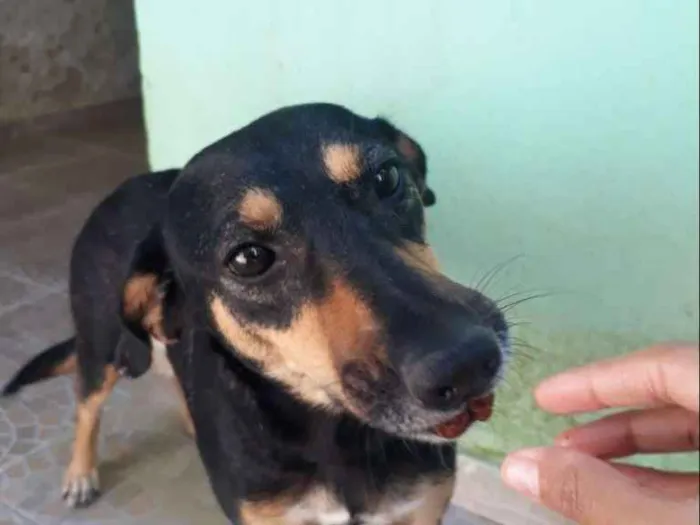 Cachorro ra a SRD idade 2 anos nome Mel