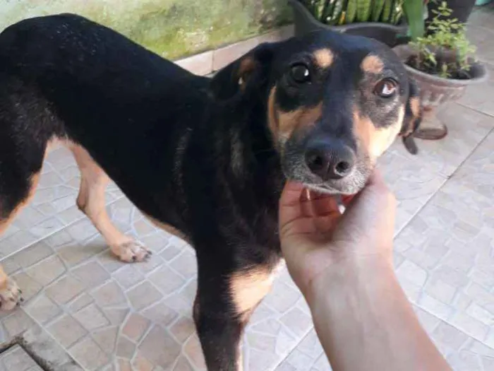Cachorro ra a SRD idade 2 anos nome Mel