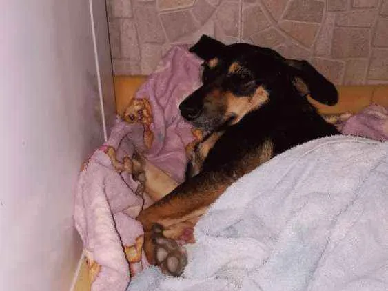Cachorro ra a SRD idade 2 anos nome Mel