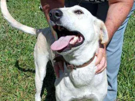Cachorro ra a SRD idade 3 anos nome Duque