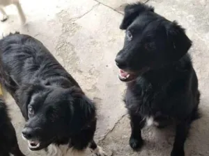 Cachorro raça srd idade 2 anos nome Sofia