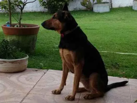 Cachorro ra a Mix Pastora alemã idade 1 ano nome HANNA