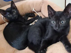 Gato raça SRD idade 2 a 6 meses nome Gatinhos com 60 dias