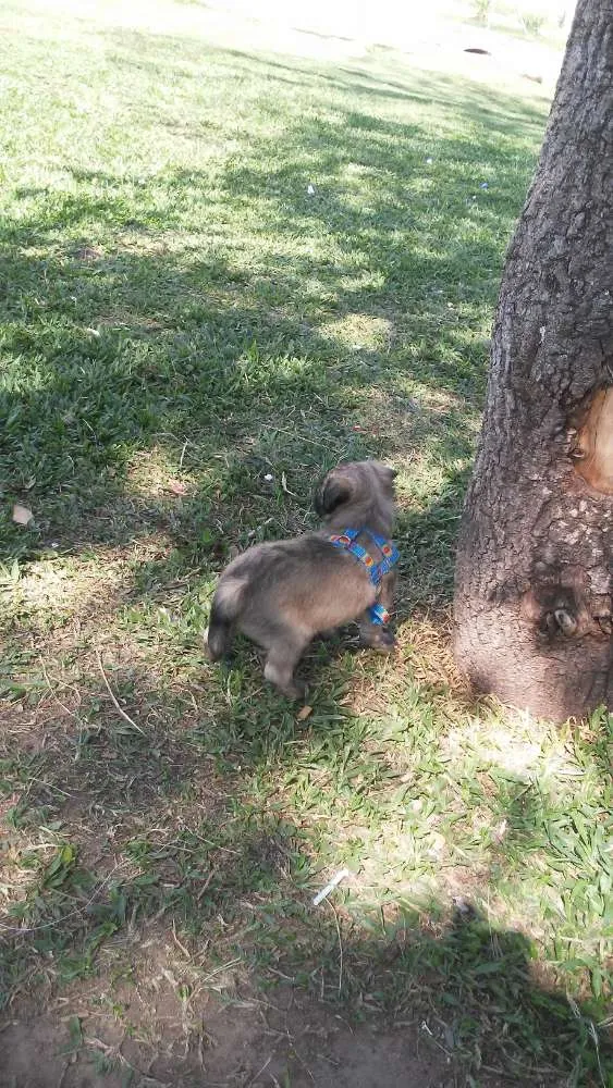 Cachorro ra a Mistura com Shitzu idade 2 a 6 meses nome Hannah