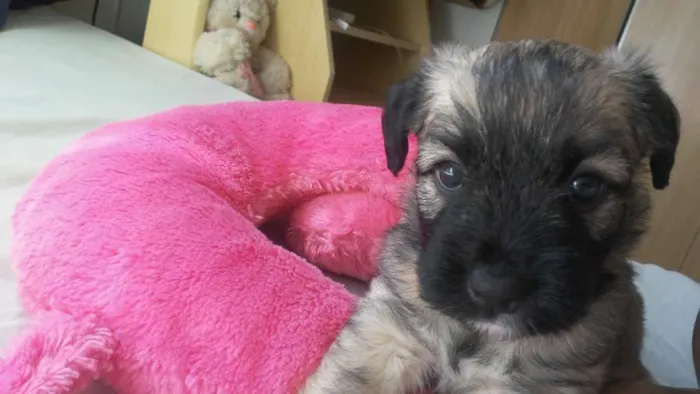 Cachorro ra a Mistura com Shitzu idade 2 a 6 meses nome Hannah