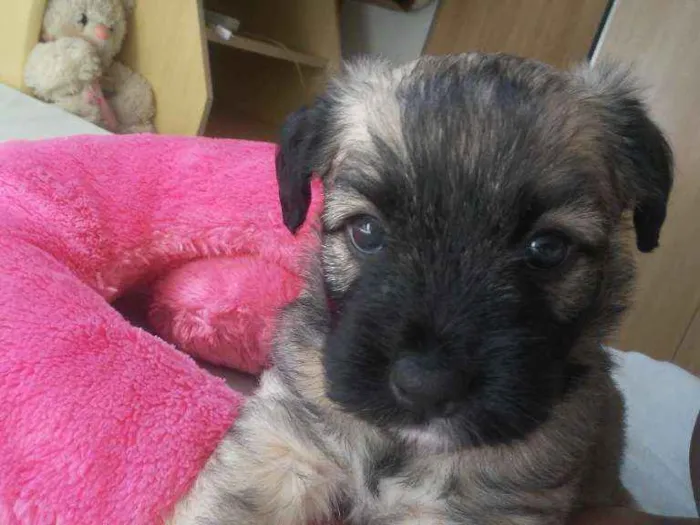 Cachorro ra a Mistura com Shitzu idade 2 a 6 meses nome Hannah