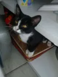 Gato raça SRD idade 2 a 6 meses nome Frajolinho
