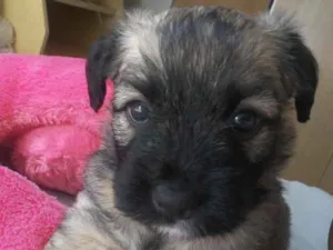 Cachorro raça Mistura com Shitzu idade 2 a 6 meses nome Hannah