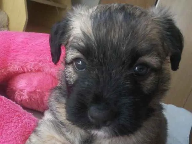 Cachorro ra a Mistura com Shitzu idade 2 a 6 meses nome Hannah