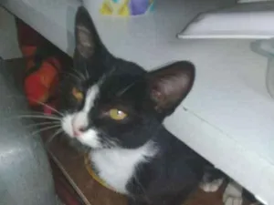 Gato raça SRD idade 2 a 6 meses nome Frajolinho