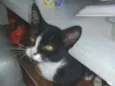 Gato raça SRD idade 2 a 6 meses nome Frajolinho