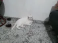 Snow Bell / Neve