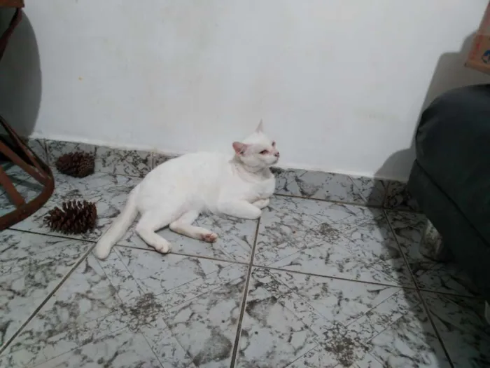 Gato ra a Srd idade 6 ou mais anos nome Snow Bell / Neve