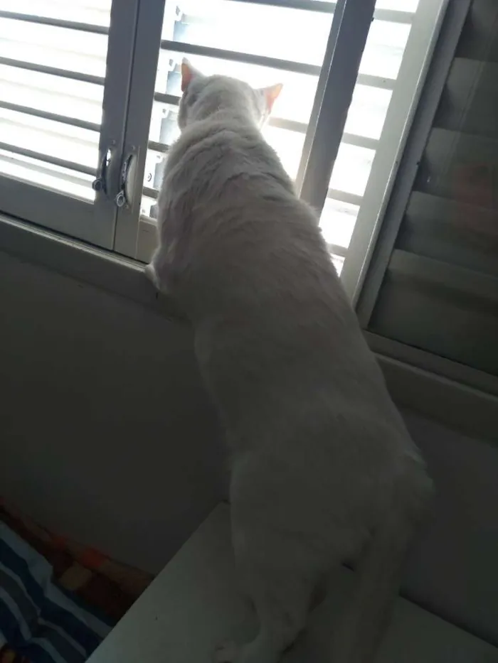 Gato ra a Srd idade 6 ou mais anos nome Snow Bell / Neve