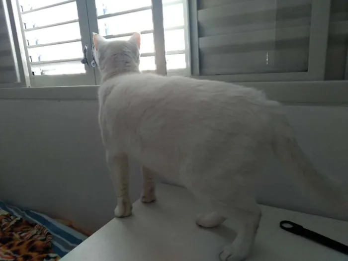 Gato ra a Srd idade 6 ou mais anos nome Snow Bell / Neve