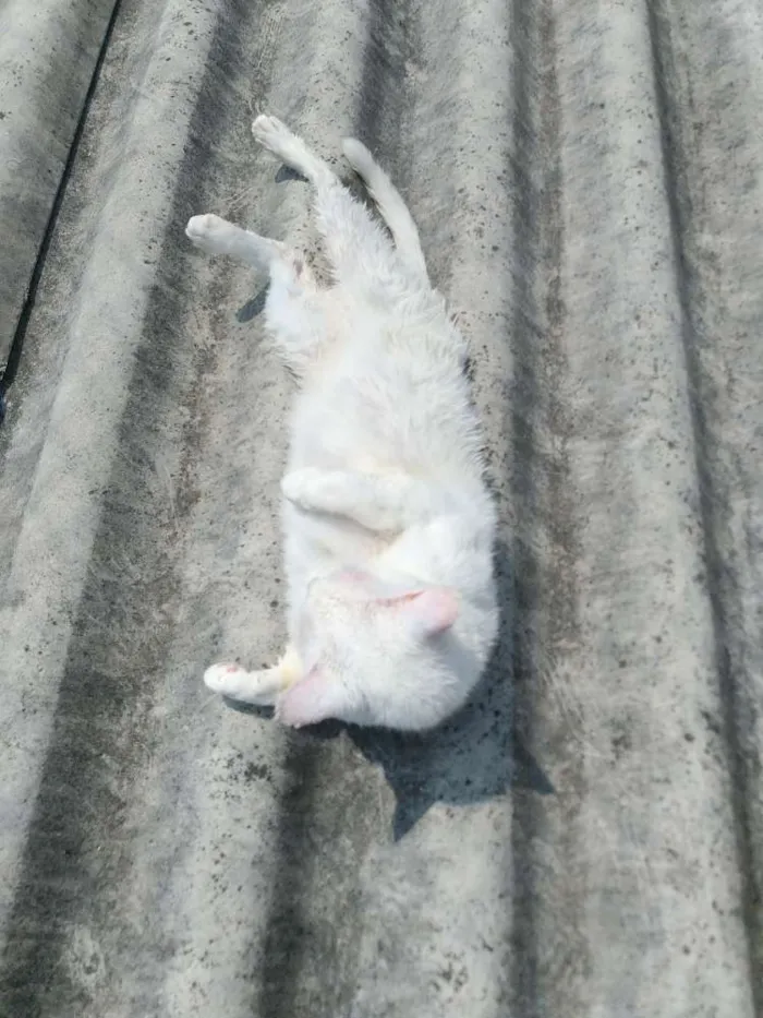 Gato ra a Srd idade 6 ou mais anos nome Snow Bell / Neve