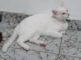 Snow Bell / Neve